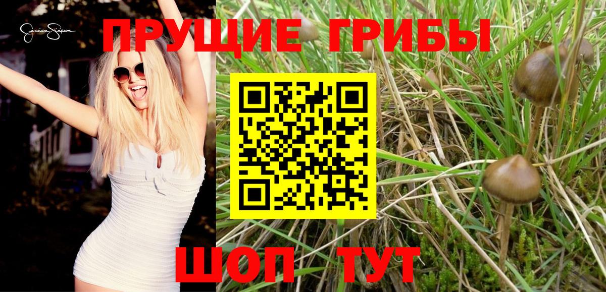 Галлюциногенные грибы GOLDEN TEACHER  Вход с VPN  Шебекино  Галлюциногенные грибы MAGIC MUSHROOMS 